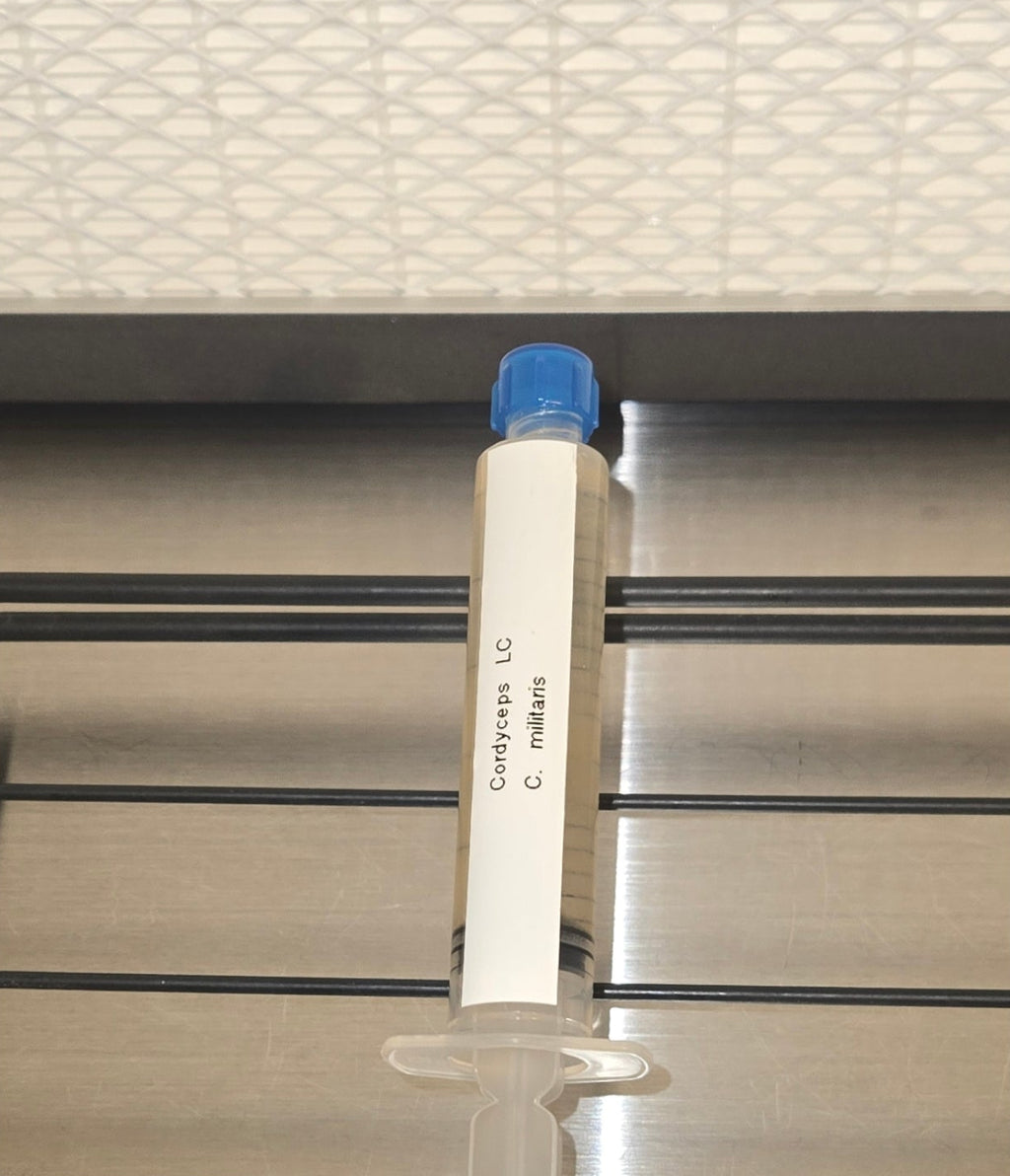 Premium Cordyceps Militaris Liquid Culture Syringe (10ml)