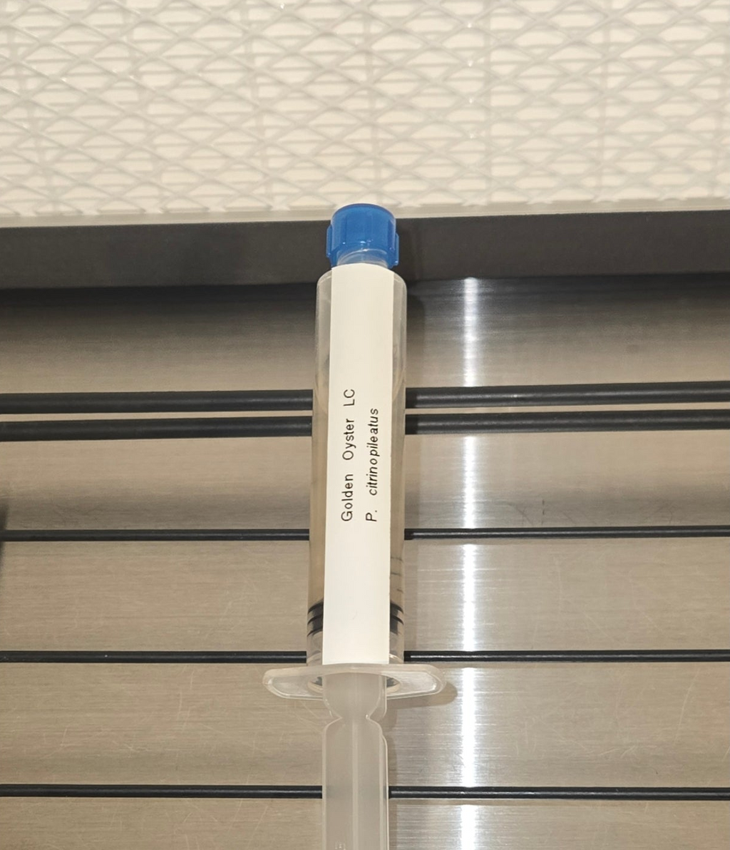 Premium Blue Oyster Liquid Culture Syringe (10ml)