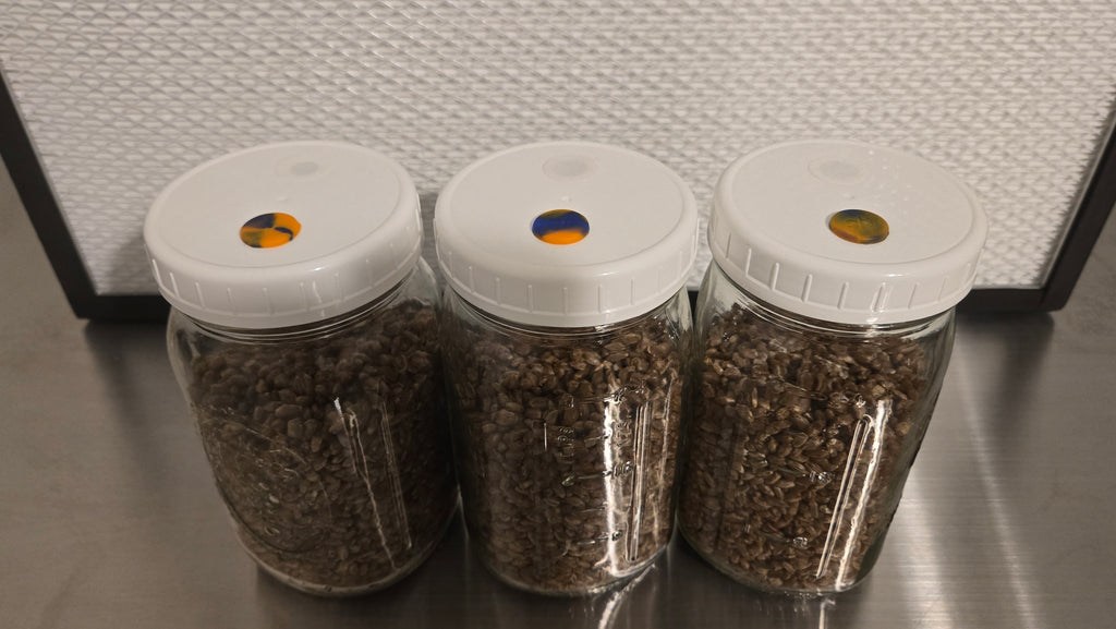 3 Pack Premium Sterilized Rye Grain Spawn Jars 1 Quart Wide Mouth Mason Jar Autoclave Plastic Lids Genuine Dr. Myco Injection Ports